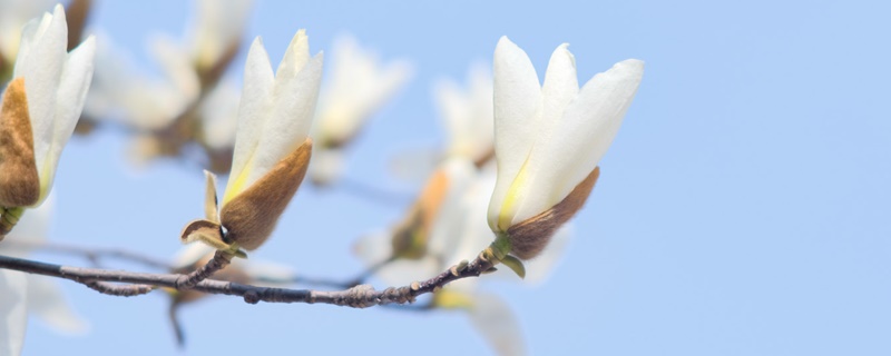 白玉兰的花语和寓意