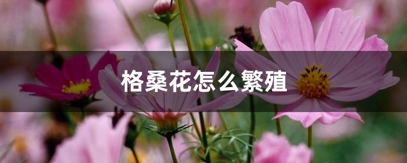 格桑花怎么繁殖，需要注意什么