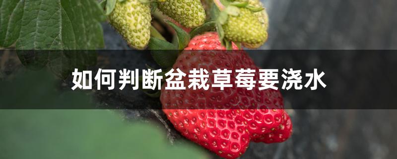 如何判断盆栽草莓要浇水，盆栽怎样管理才能长得好