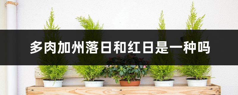 多肉加州落日和红日是一种吗，如何养护