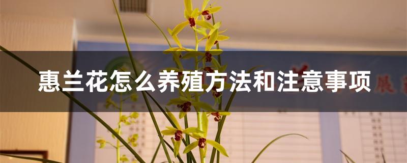 蕙兰花怎么养殖方法和注意事项，多久浇一次水