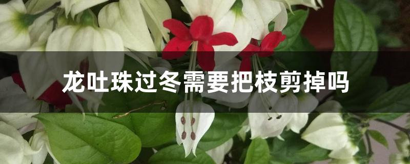 龙吐珠过冬需要把枝剪掉吗，怎么过冬