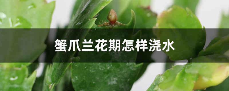 蟹爪兰花期怎样浇水，花谢后如何养护