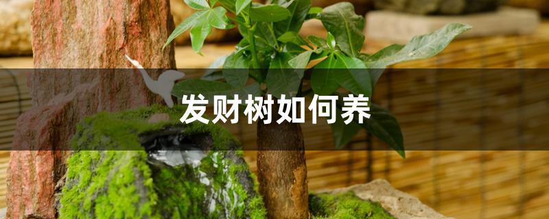 发财树如何养，叶子发黄脱落怎样挽救