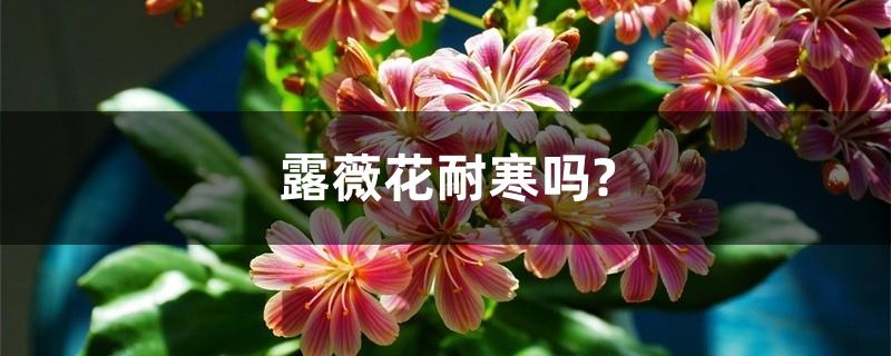 露薇花耐寒吗?冬天怎么养