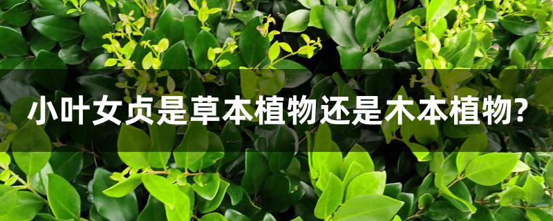 小叶女贞是草本植物还是木本植物?养殖方法