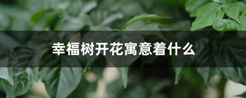 幸福树开花寓意着什么，栽培条件