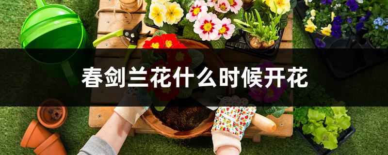 春剑兰花什么时候开花，怎么养