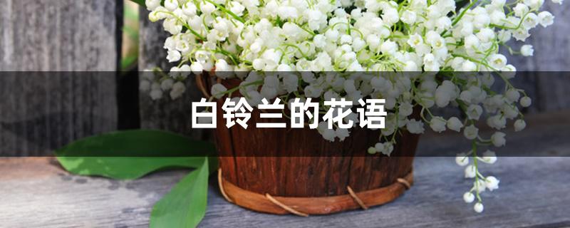 白铃兰的花语，适合送给谁