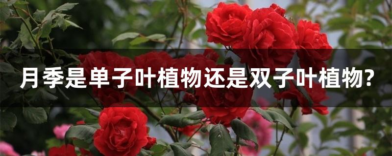 月季是单子叶植物还是双子叶植物?如何养护好