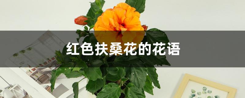 红色扶桑花的花语，寓意和象征