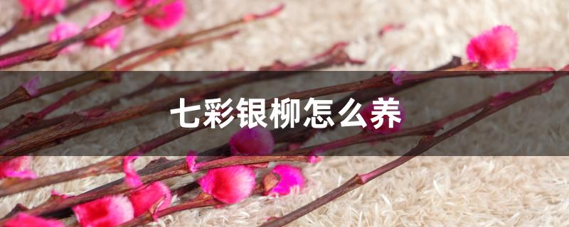 七彩银柳怎么养，开花吗