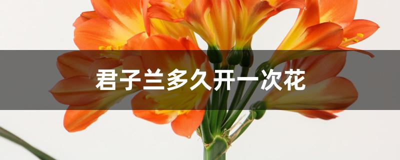 君子兰多久开一次花，如何延长花期