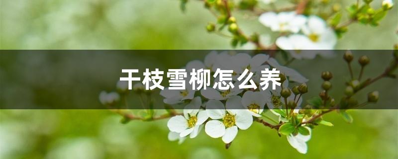 干枝雪柳怎么养，可以养在室内吗