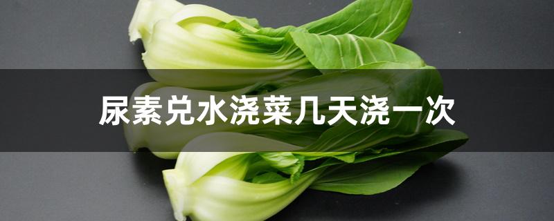 尿素兑水浇菜几天浇一次,用什么肥料长得快 尿素兑水浇菜几天浇一次,用什么肥料长得快