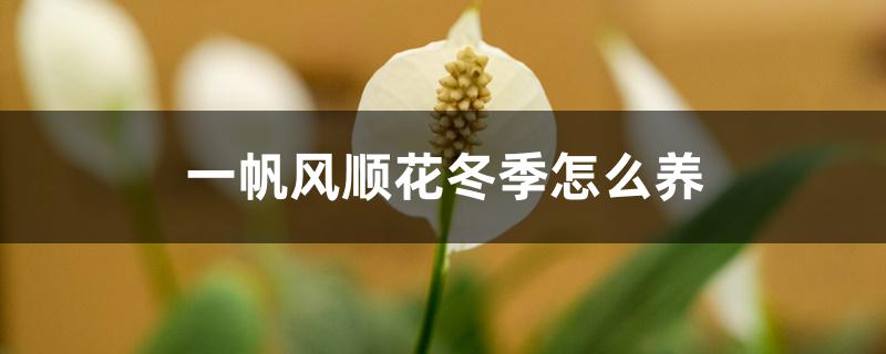 一帆风顺花冬季怎么养，会冻死吗