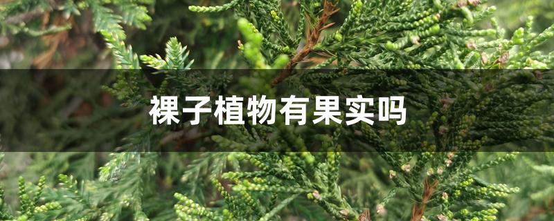 裸子植物有果实吗，常见裸子植物有哪些