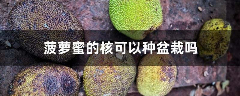 菠萝蜜的核可以种盆栽吗,种盆栽的方法 菠萝蜜的核可以种盆栽吗,种盆栽的方法