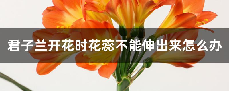 君子兰开花时花蕊不能伸出来怎么办，夹箭的原因和解决方法