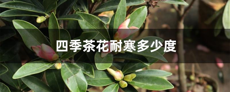 四季茶花耐寒多少度，冬季养护方法