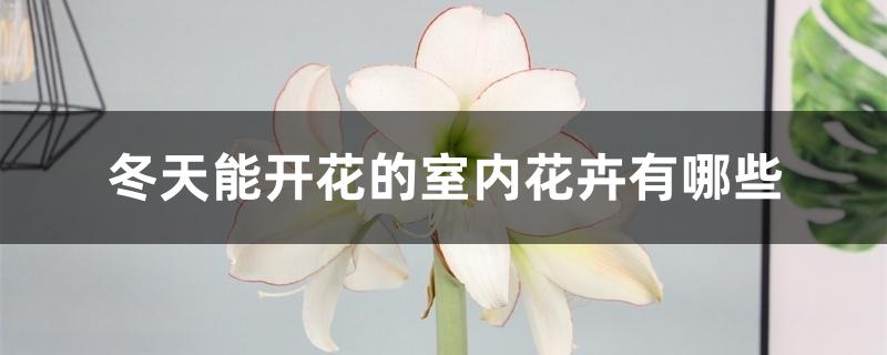 冬天能开花的室内花卉有哪些，耐寒花卉有哪些