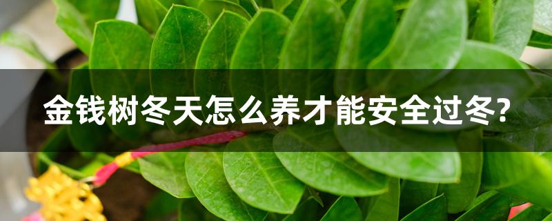 金钱树冬天怎么养才能安全过冬? 有什么注意事项 金钱树冬天怎么养才能安全过冬? 有什么注意事项