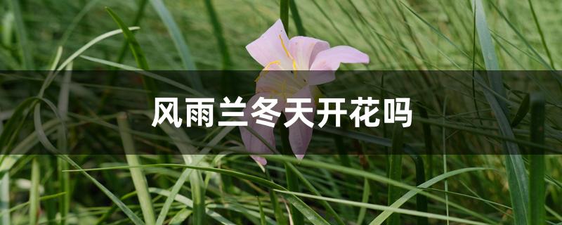 风雨兰冬天开花吗，花期养护方法