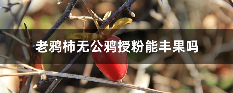 老鸦柿无公鸦授粉能丰果吗，没有公花怎么办