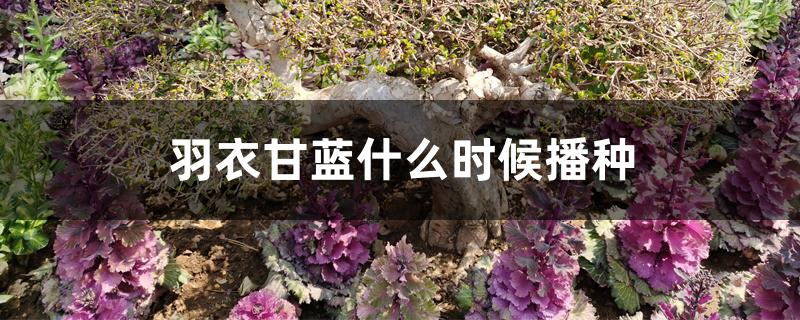 羽衣甘蓝什么时候播种，种植小技巧