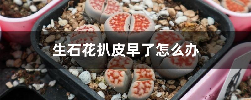 生石花扒皮早了怎么办，扒皮后怎么养护