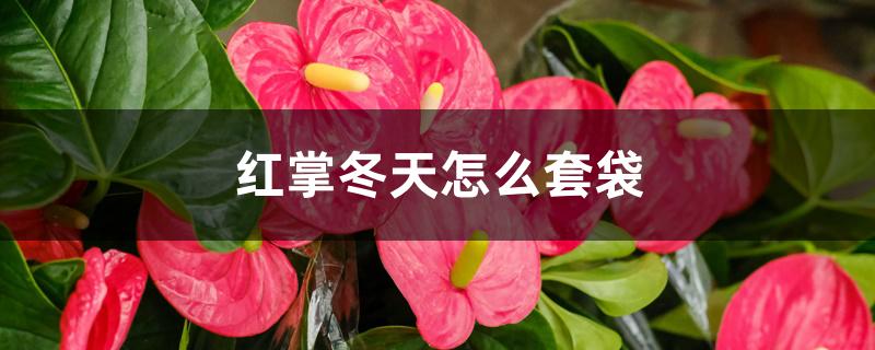 红掌冬天怎么套袋，冬天怎么养护