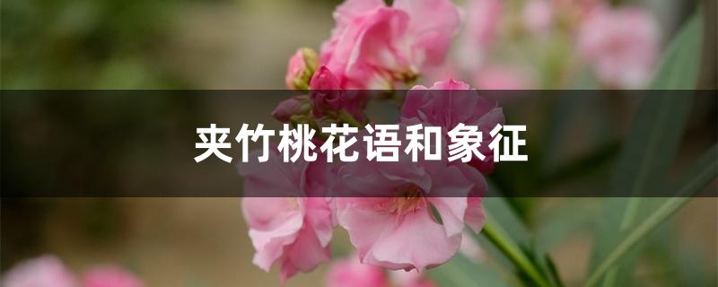 夹竹桃花语和象征,有毒吗 夹竹桃花语和象征,有毒吗