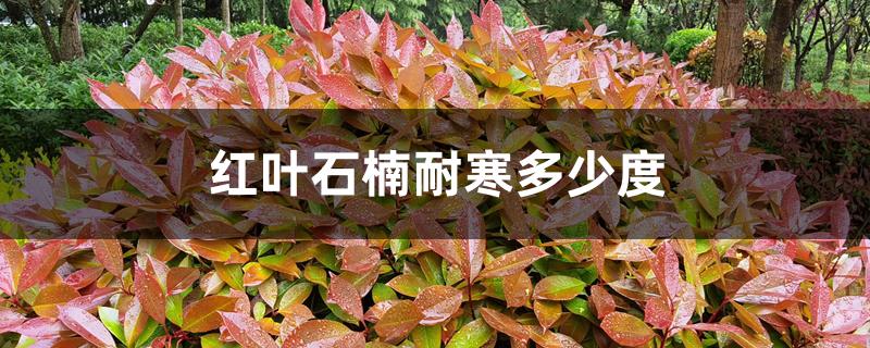 红叶石楠耐寒多少度，怎么过冬