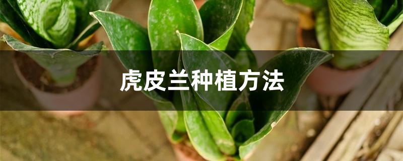 虎皮兰种植方法，怎样养