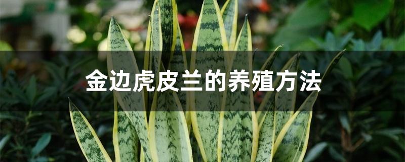 金边虎皮兰的养殖方法,浇水的正确方法 金边虎皮兰的养殖方法,浇水的正确方法