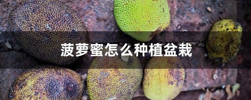 菠萝蜜怎么种植盆栽，盆栽怎么养