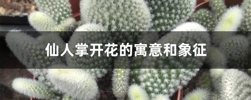 仙人掌开花的寓意和象征，日常养护方法