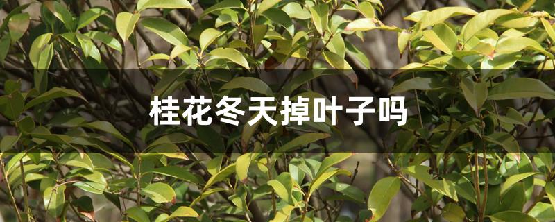 桂花冬天掉叶子吗，冬天掉叶子的原因