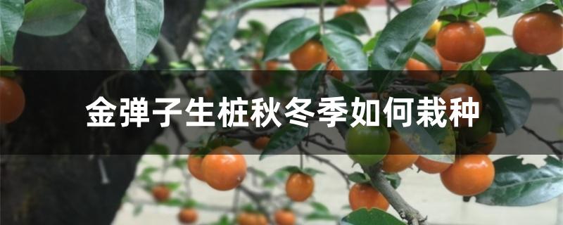 金弹子生桩秋冬季如何栽种，多长时间能发芽