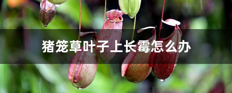 猪笼草叶子上长霉怎么办，日常如何养护长得好