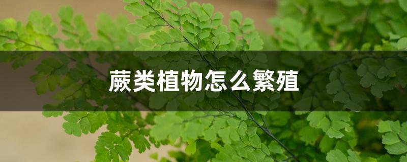 蕨类植物怎么繁殖，常见的蕨类植物