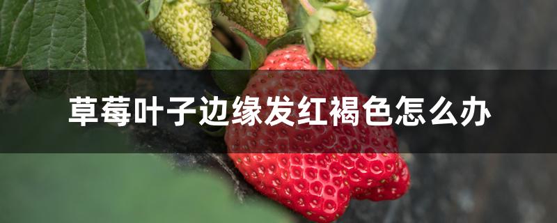 草莓叶子边缘发红褐色怎么办，叶子变软变蔫怎么回事