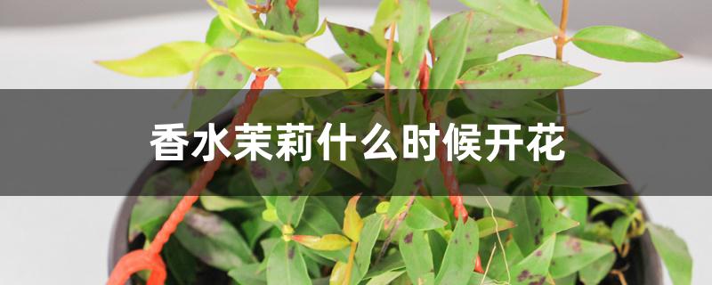 香水茉莉什么时候开花，适合室内养吗