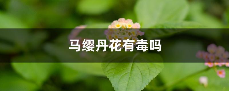 马缨丹花有毒吗,能在家养吗 马缨丹花有毒吗,能在家养吗