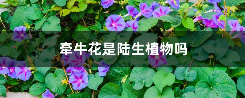 牵牛花是陆生植物吗，牵牛花的介绍