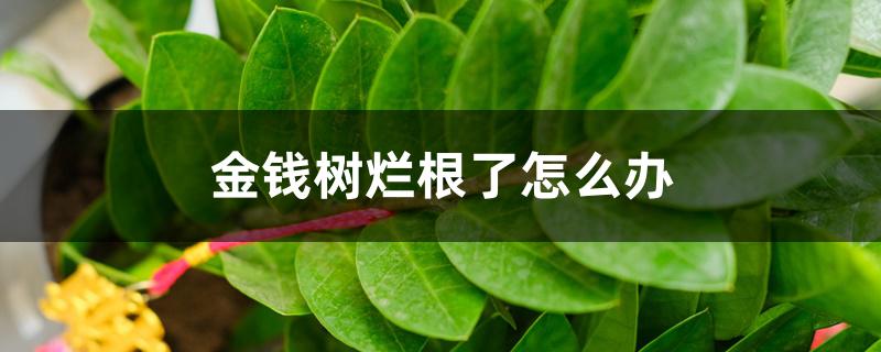 金钱树烂根了怎么办，烂根不换土行吗