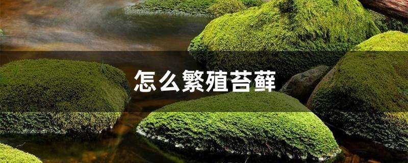 怎么繁殖苔藓，怎么养