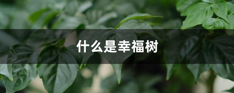 什么是幸福树，幸福树的养殖方法