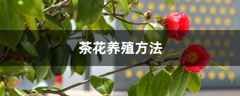 茶花养殖方法，需要什么肥料