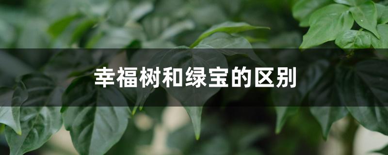 幸福树和绿宝的区别，哪个好养